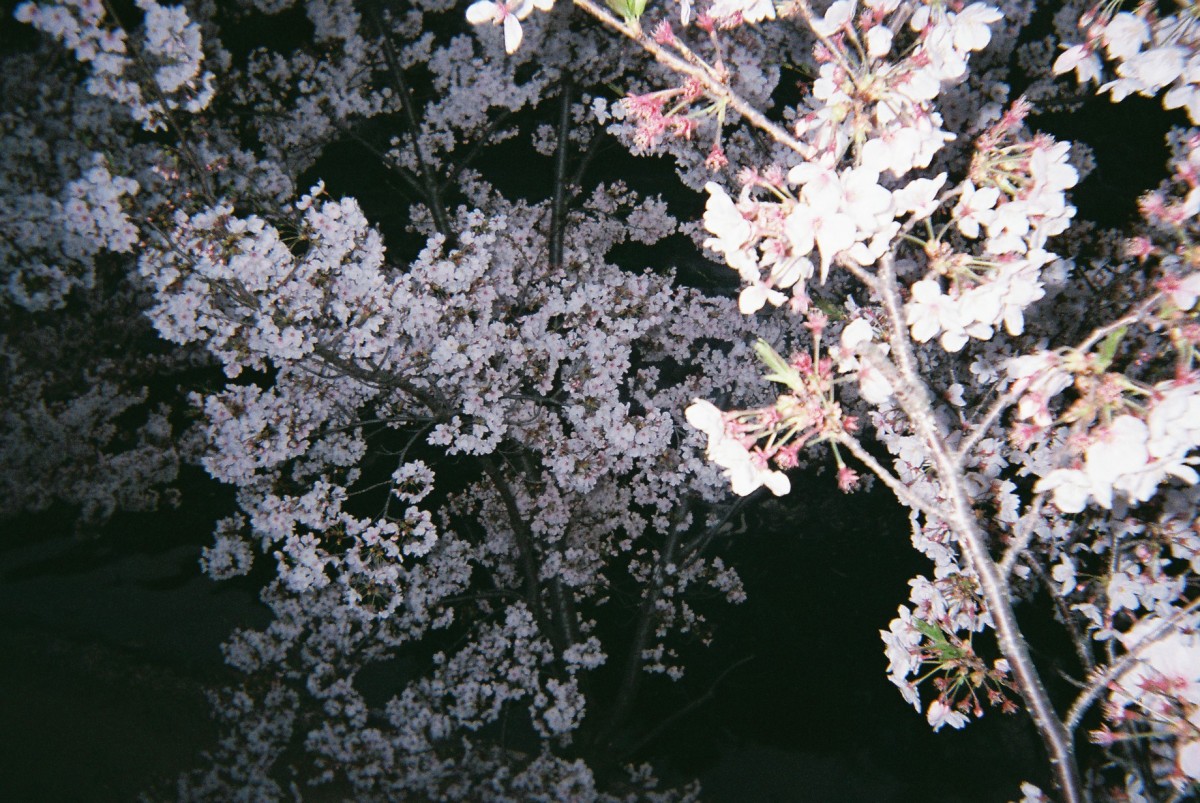 2020年4月　緊急事態宣言下の桜