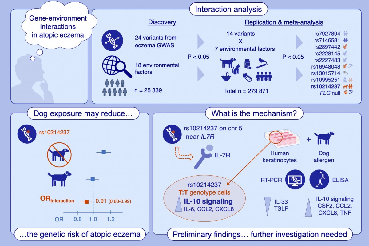 アトピー性湿疹は、多くの遺伝的要因と環境的要因が原因となる複雑な形質である。本研究では、24の既知の遺伝的リスク変異体と18の環境要因の相互作用の証拠を調査した。本研究では、24の既知のアトピー性皮膚炎の遺伝的リスク変異と18の環境要因との相互作用に関する証拠を調査しました。1つの変異-環境要因の組み合わせが、発見段階、再現性検証、メタ解析において統計的に有意な相互作用を示した：幼少期の犬との接触がrs10214237のリスク増加を調節し、予備的な研究ではIL-7Rを介したメカニズム的な効果が示唆されている。CCL2: C-C motif chemokine ligand 2、chr5：第5染色体、CSF2：colony stimulating factor 2（顆粒球マクロファージ）、CXCL8: C-X-C motif chemokine ligand 8 (IL-8)、FLG: filaggrin、GWAS：ゲノムワイド関連研究、n：参加者数、OR：オッズ比、RT-qPCR：逆転写定量ポリメラーゼ連鎖反応、TNF：腫瘍壊死因子、TSLP：胸腺間質性リンパ球形成因子(thymic stromal lymphopoietin)
