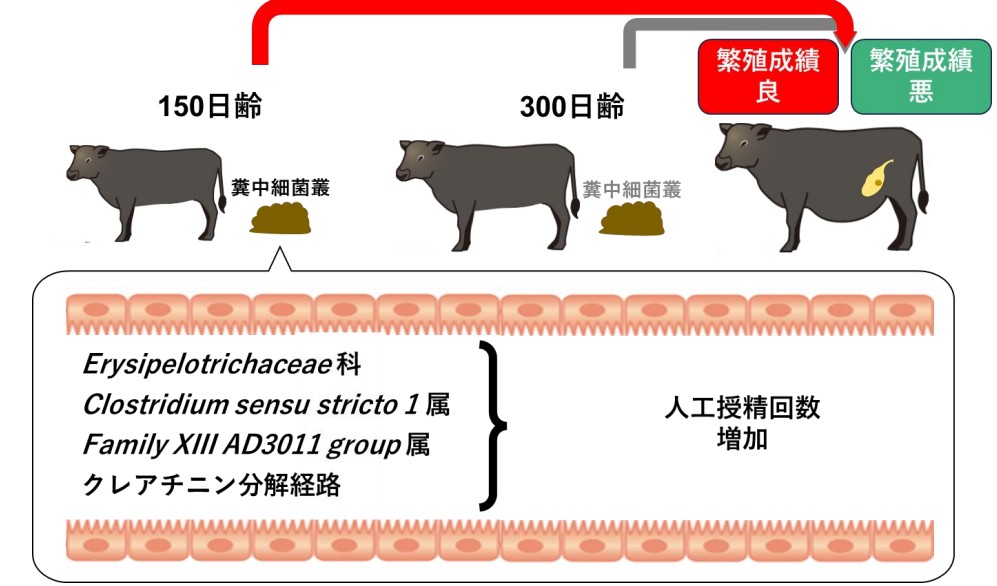 統計的因果推論の結果、150日齢における糞中のErysipelotrichaceae科、Clostridium sensu stricto1属、Family XIII AD 3011 group 属、クレアチニンを分解する代謝経路(PWY-4722)が人工授精回数の増加に影響することが示された。一方で300日齢では人工授精回数と関係性が見られる細菌叢や代謝経路は必ずしも存在しなかったことから、150日齢の糞中細菌叢が将来の繁殖成績に及ぼす影響がより強いことが推定された。