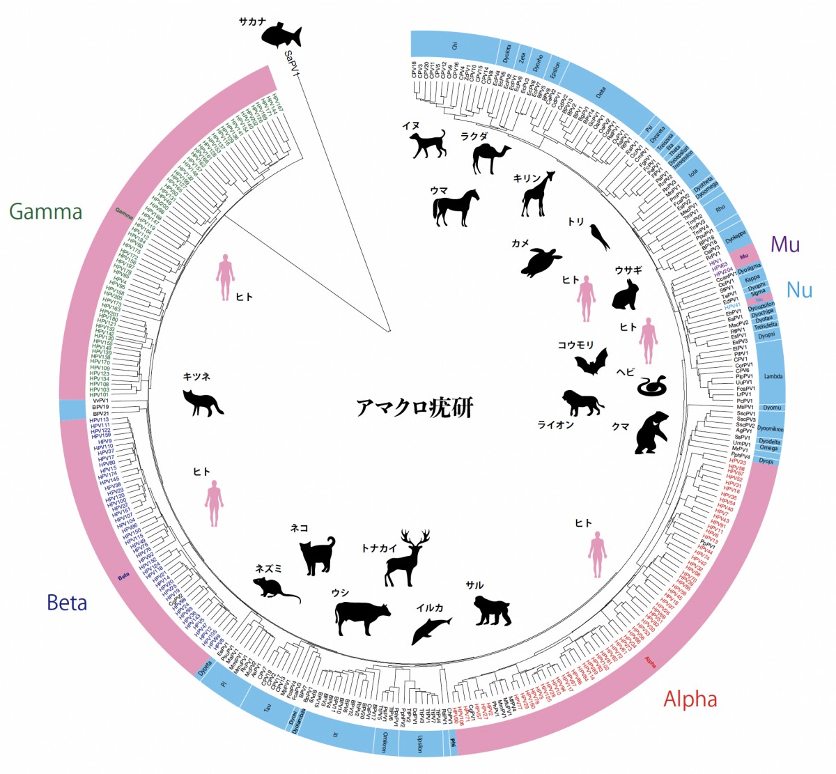 L1遺伝子の配列を配列を使ってざっくり系統樹を書いてみた。