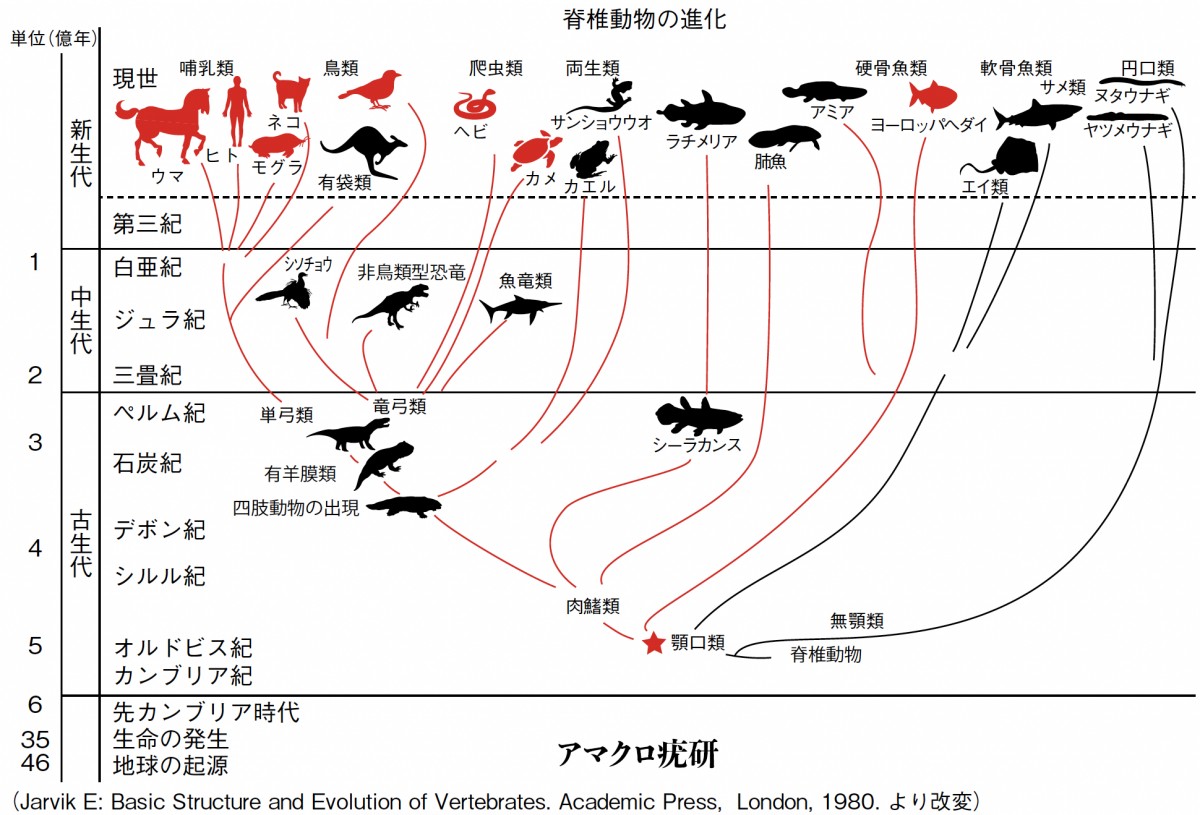 動物の進化・赤いラインはPVが見つかっているライン、ひょっとするとアップデートがいるかも。誰か一緒にヤツメウナギからPVを見つけてみないか？