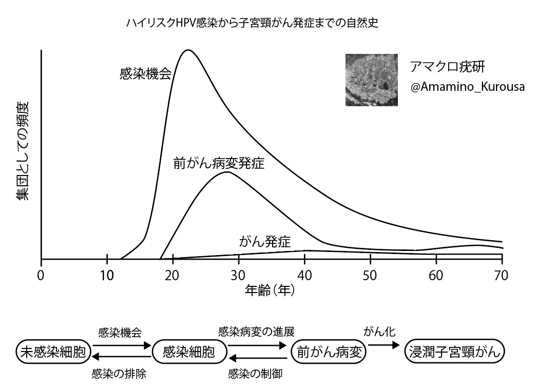 疫学調査でわかっていること。感染の排除が起こるのか、起こるとしてどの程度起こるのかわからない。