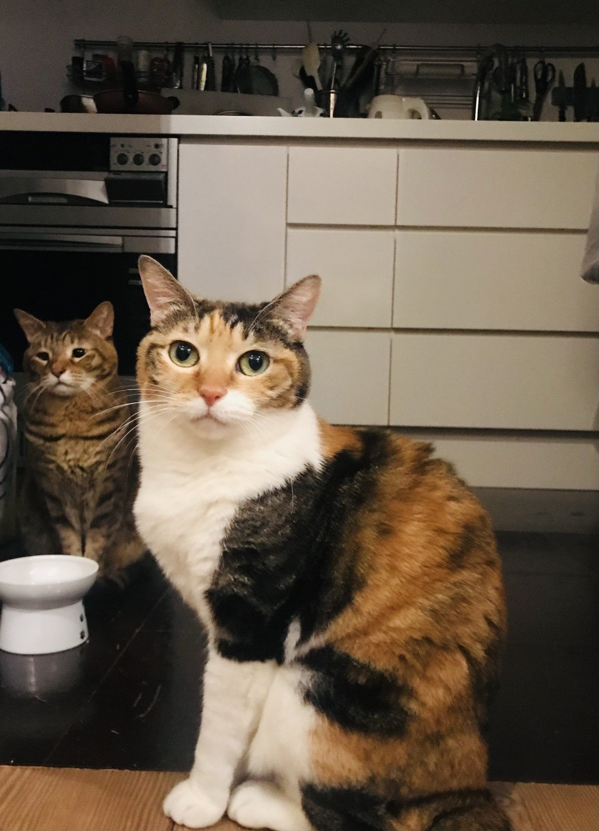 年中ブルーとは無縁のあーちゃん（三毛）とぶぅちゃんからも新年のご挨拶「ゴハンクレ」