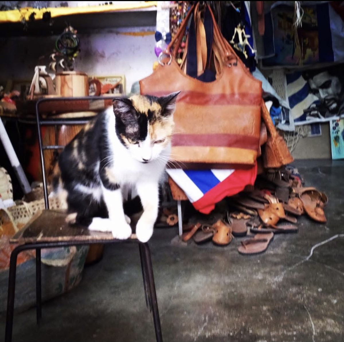 ハバナの三毛猫（ものすごく気が強かった…