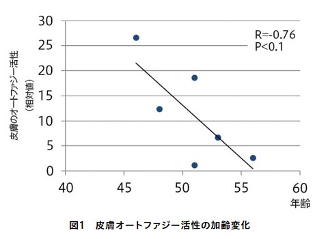 大注目の新美容領域｜オートファジーによる美肌のメカニズムを化粧品研究者が徹底解説 | Beauty Science News