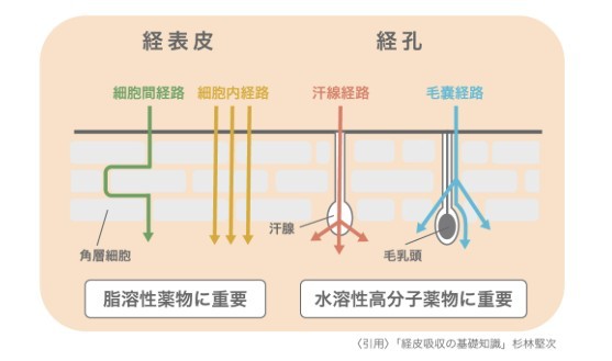化粧水の効果的な使い方を化粧品研究者が徹底解説 | Beauty Science News