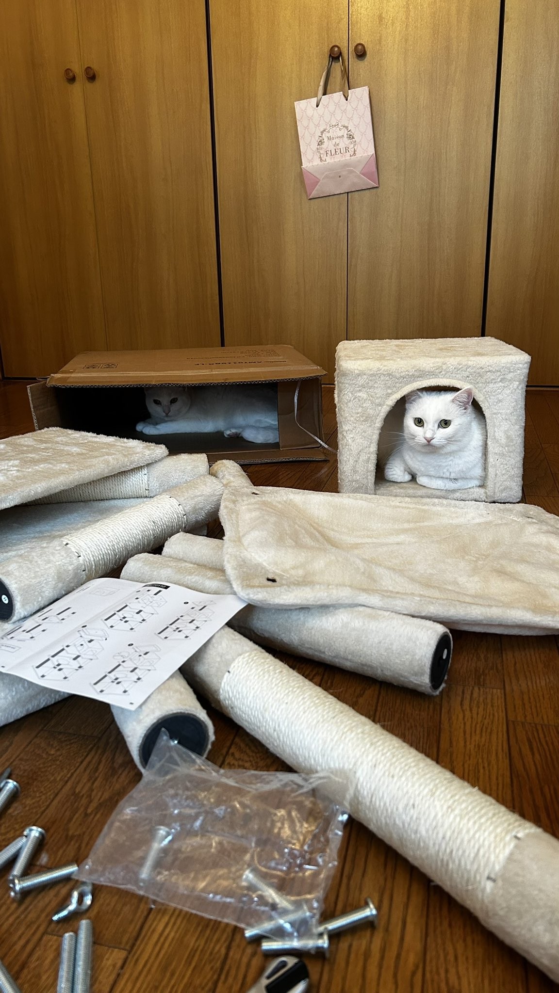 実際の写真(提供:飼い主さん)