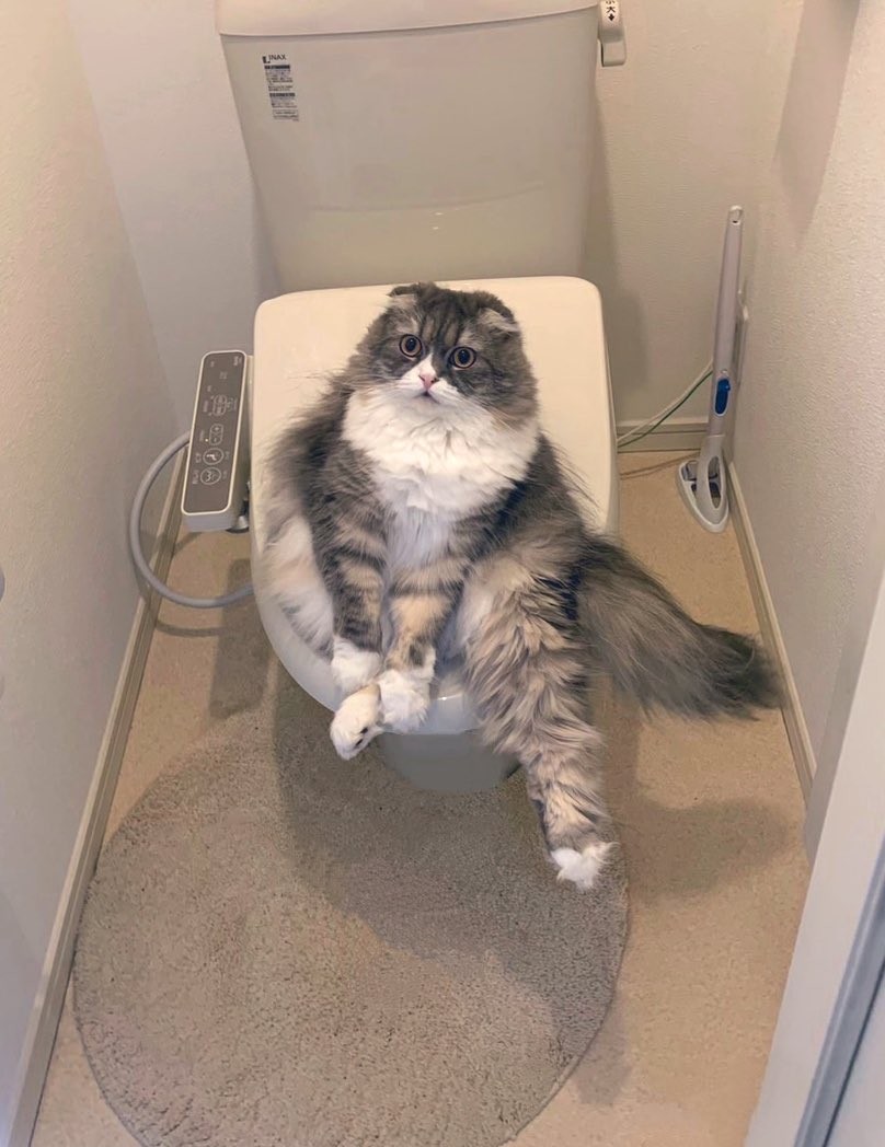 実際の写真(提供:飼い主さん)