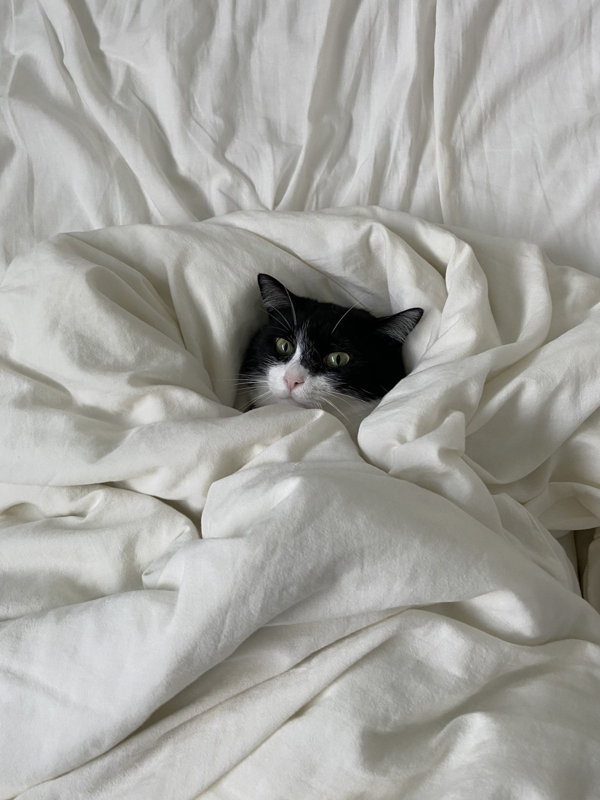 実際の写真（提供：飼い主さん）