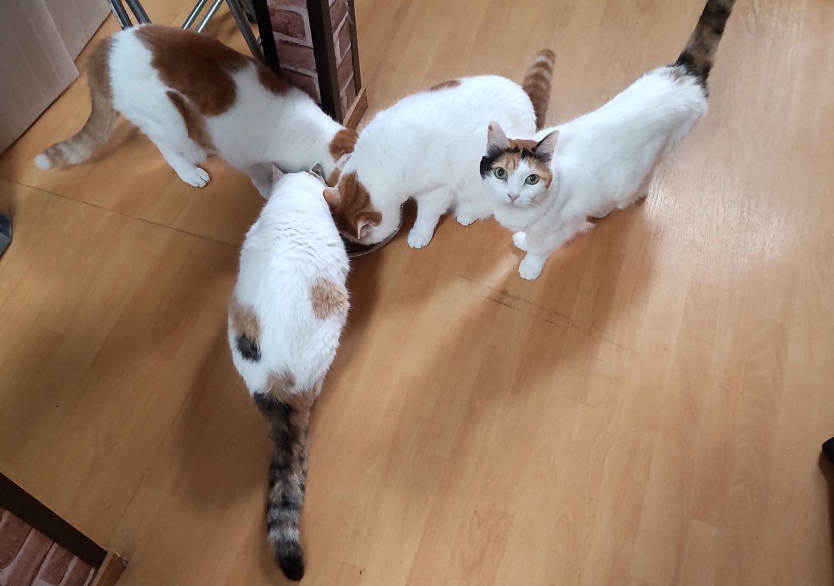 猫密度が高めなお家ニャ