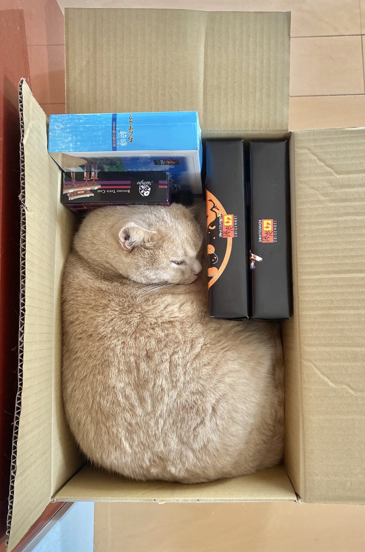 テトリス状態の猫(写真提供:飼い主さん)
