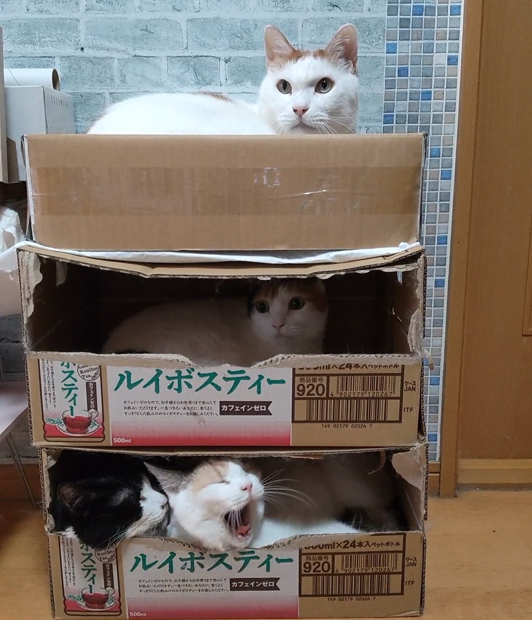 縦に積めば猫マンションに