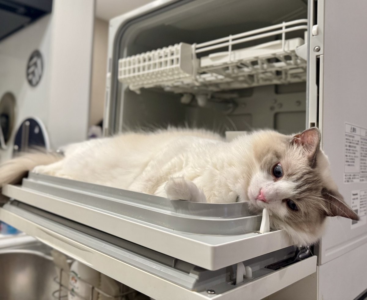 実際の写真（提供：飼い主さん）