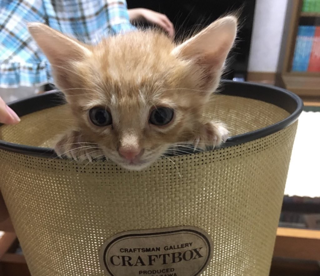 子猫時代の猫郎くん