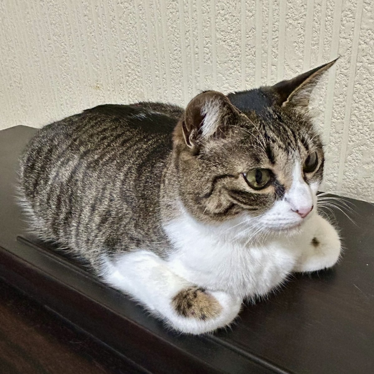 普段のクロエちゃん