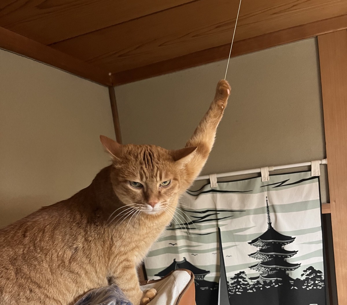 実際の写真(提供:投稿主さん)