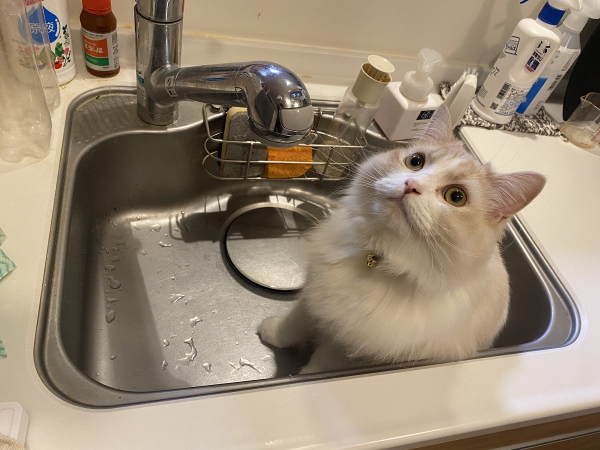 実際の写真(提供:飼い主さん)