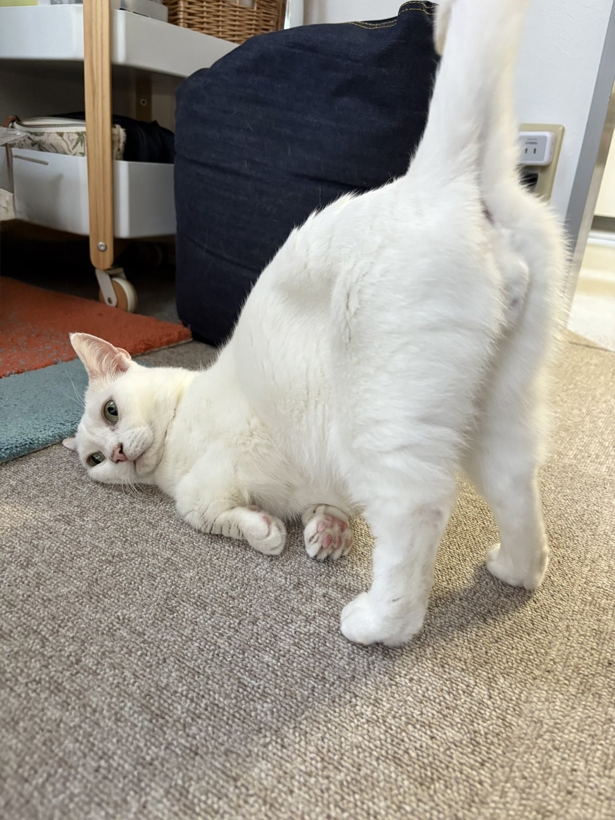 実際の写真(提供:飼い主さん)