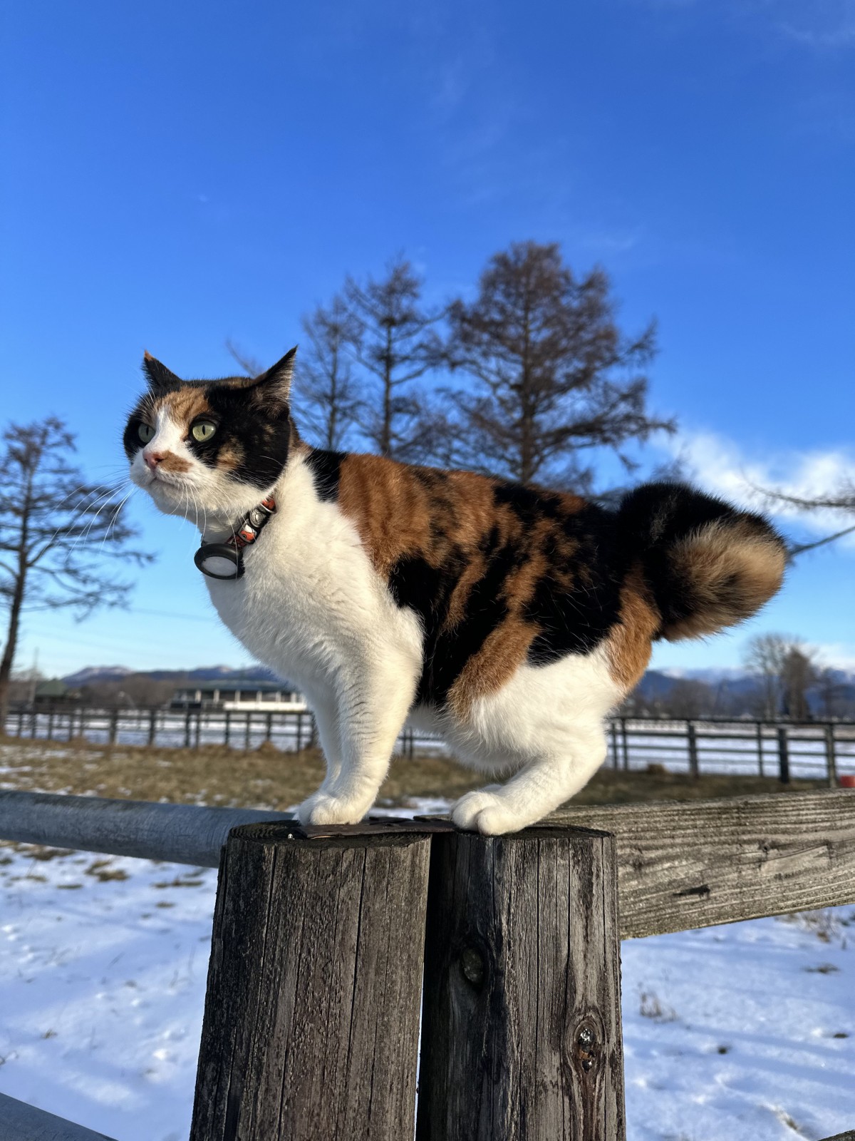 三毛猫ちゃんがいるのニャ（写真提供：富菜牧場）