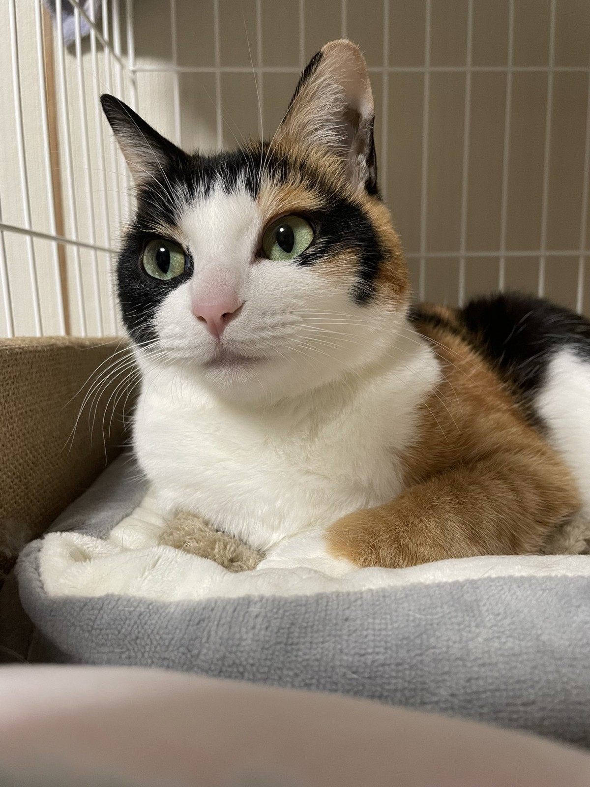 実はかなりの美猫さん