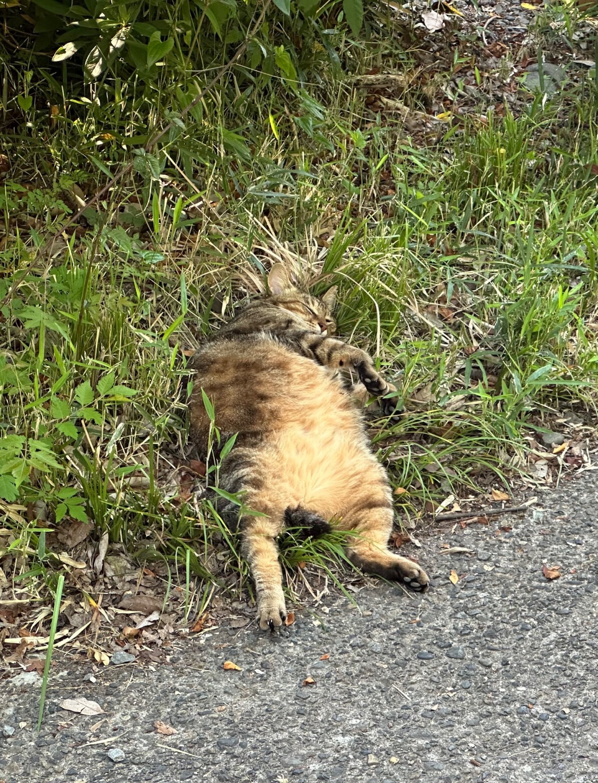 猫ちゃん大丈夫ですか?