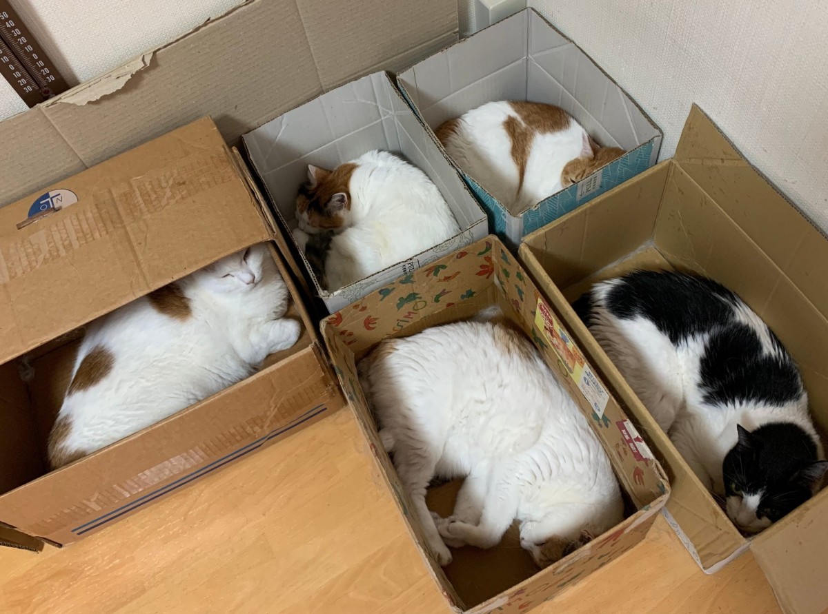 実際の写真(提供:飼い主さん)