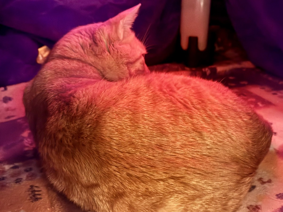 コタツの中でくつろぐ「ほっぷ」ちゃん