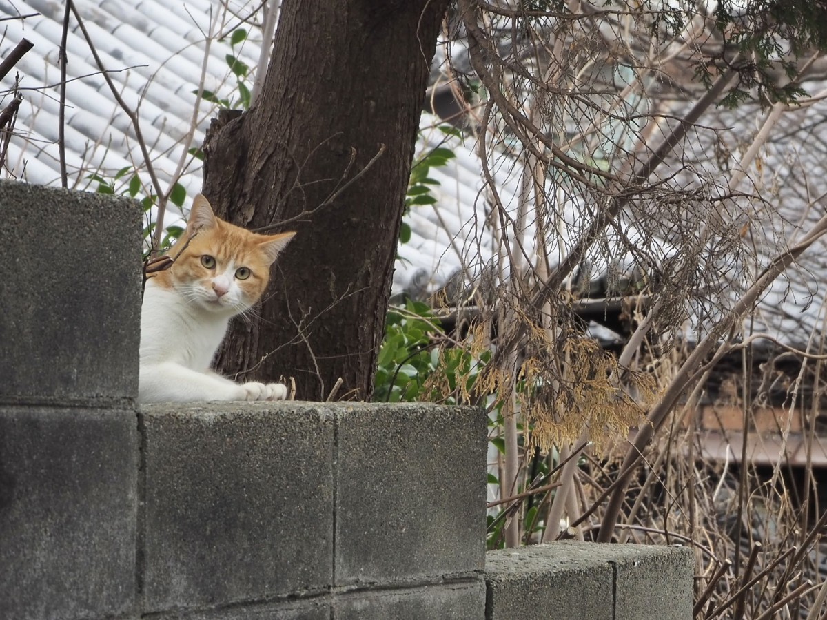 見かけない人間がやって来たニャ
