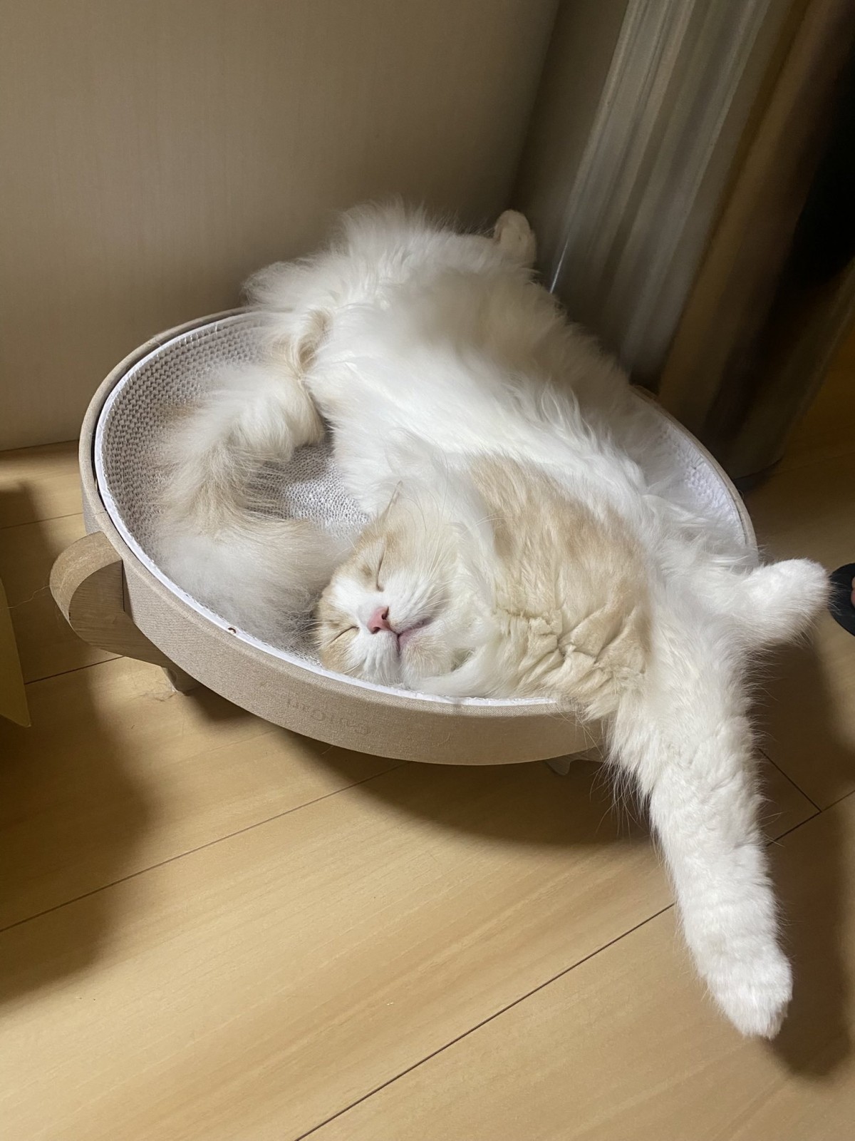 こんな格好で寝ていることも