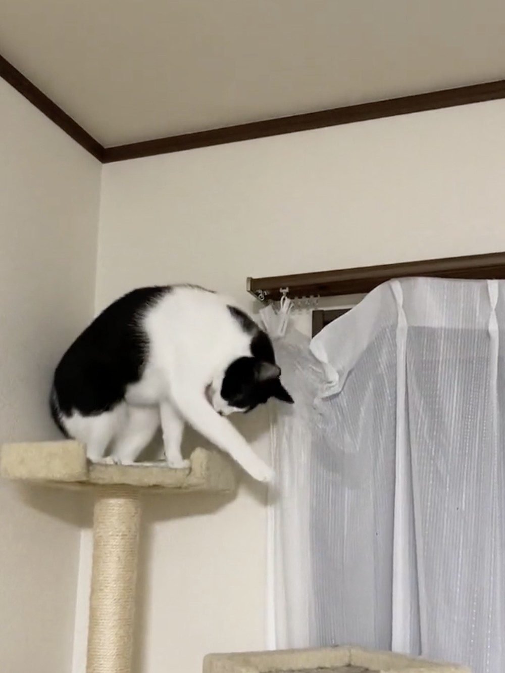 ふぅ&hellip;結構危なかったニャ