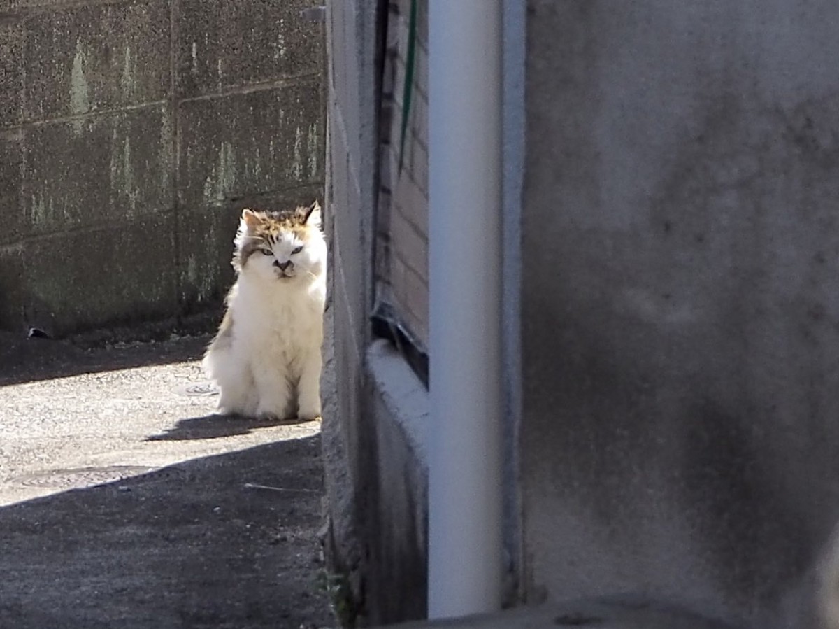何か言いたげな表情