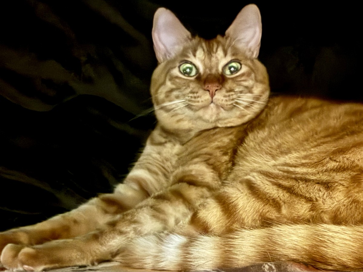 実際の光景（提供：飼い主さん）