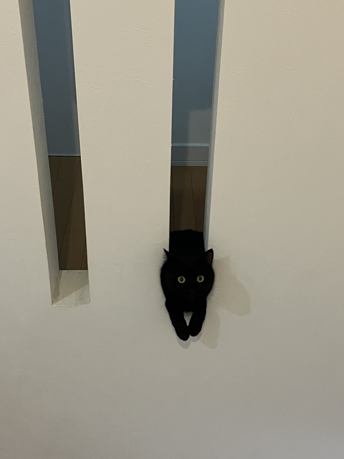 黒猫の空くん