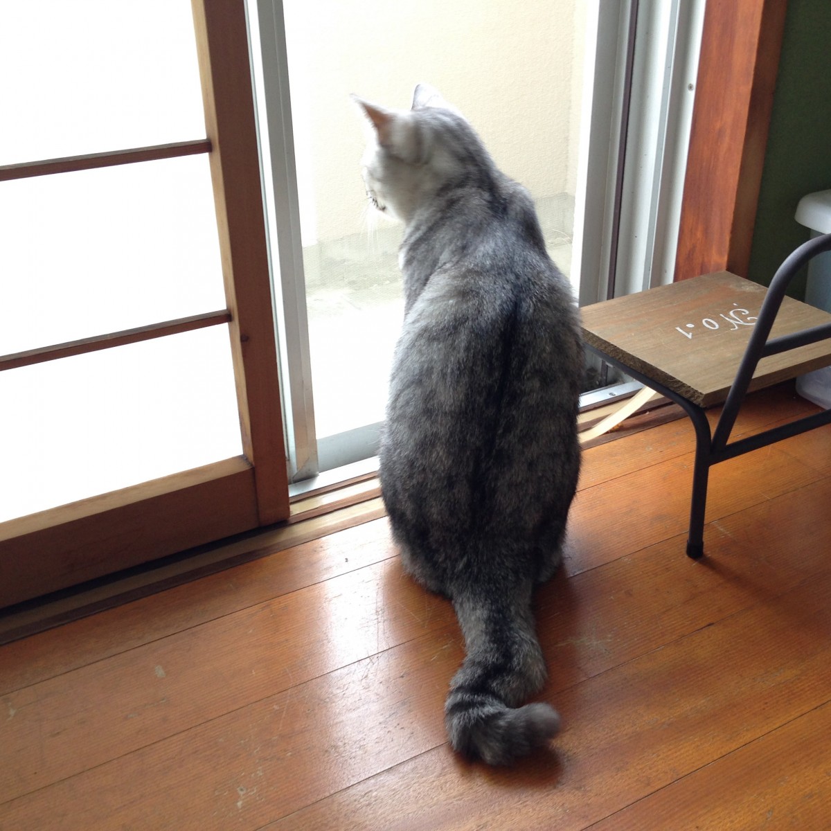 実際の写真（提供：飼い主さん）