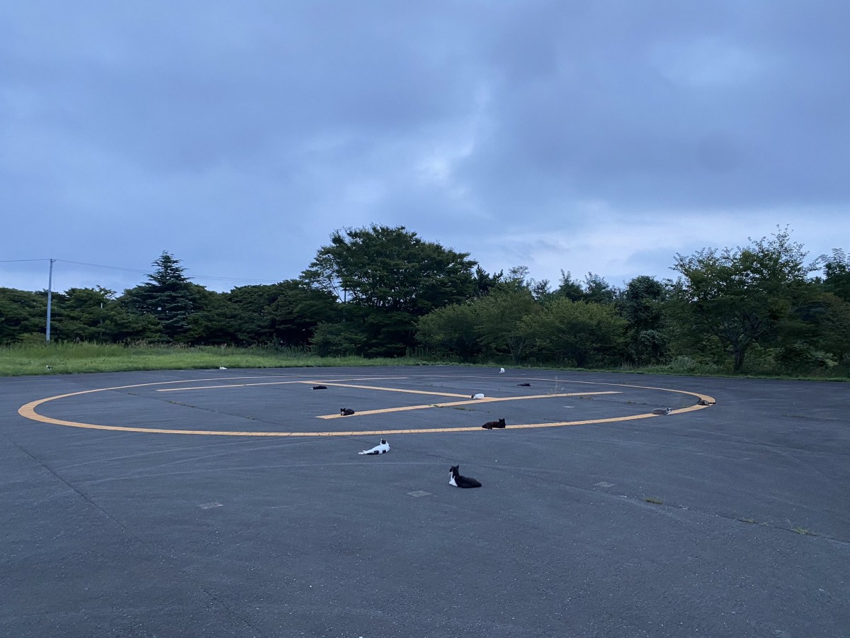 猫の集会でも始まりそう