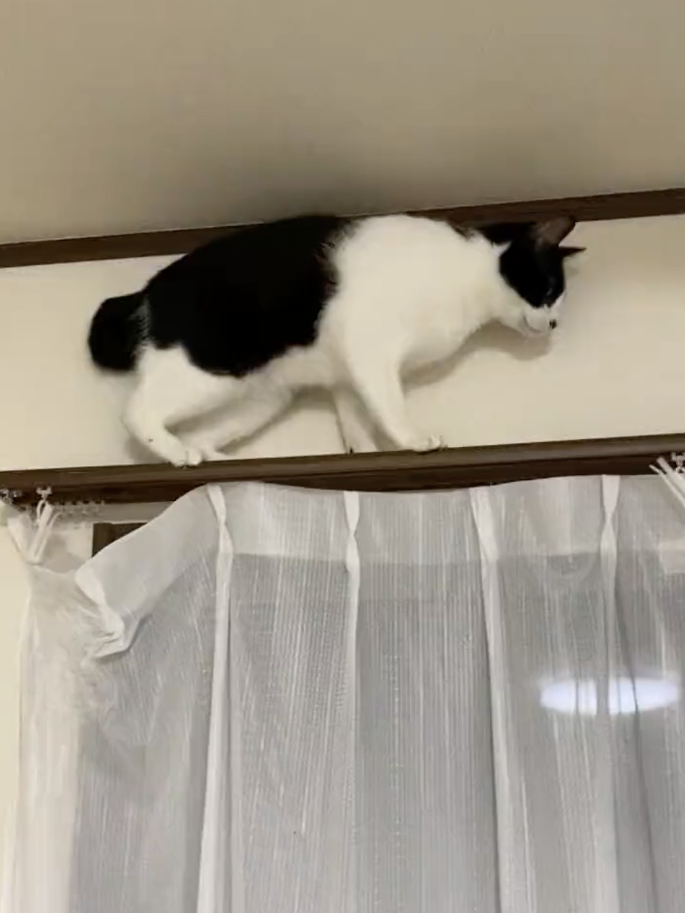 場所は天井すれすれの高所