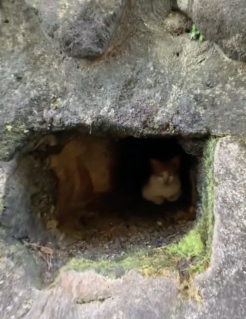 中には猫ちゃんが&hellip;!!（写真提供：式根島観光協会）