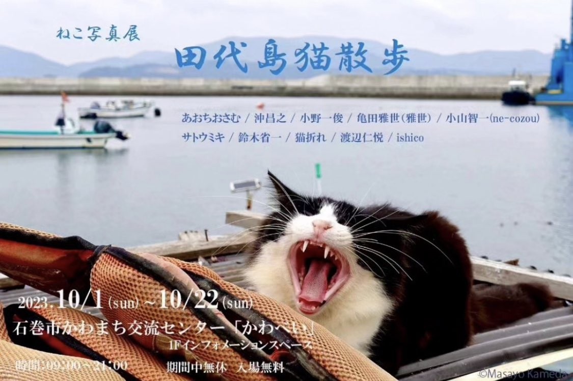 島の猫に詳しくなれそうニャ