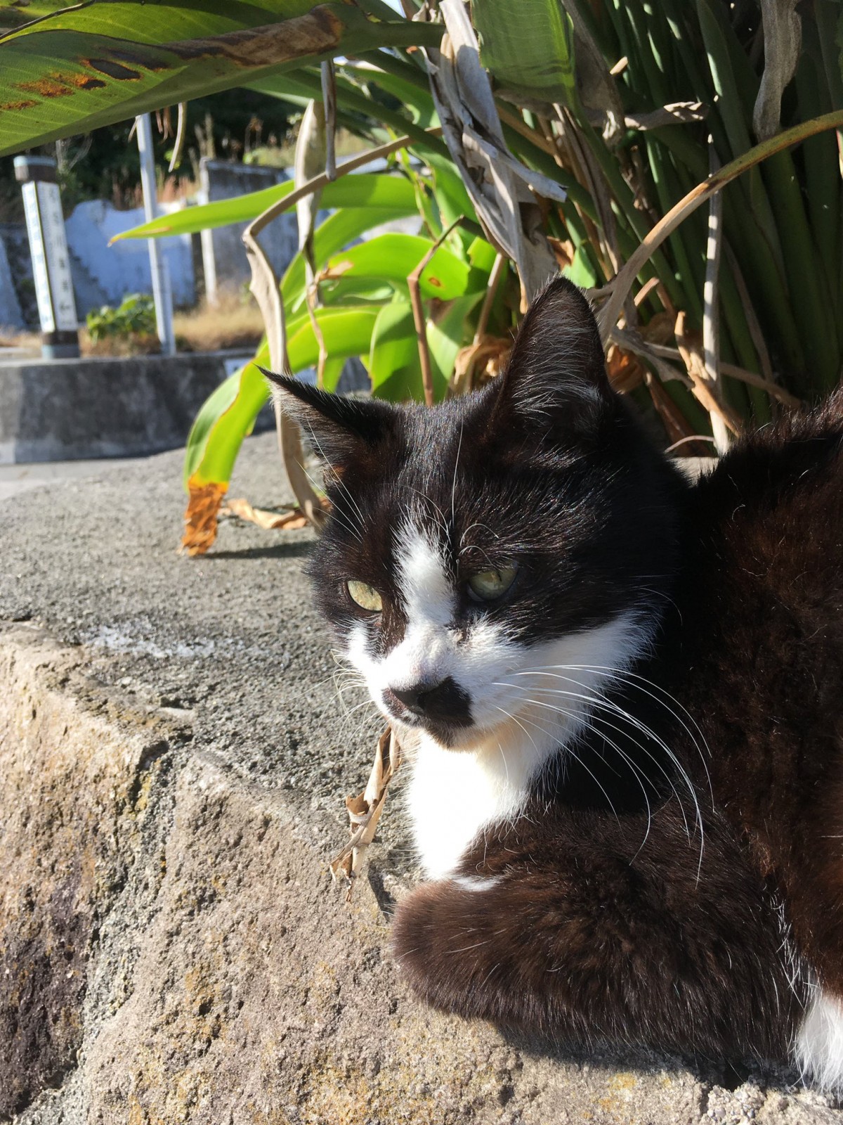 式根島の猫ちゃん