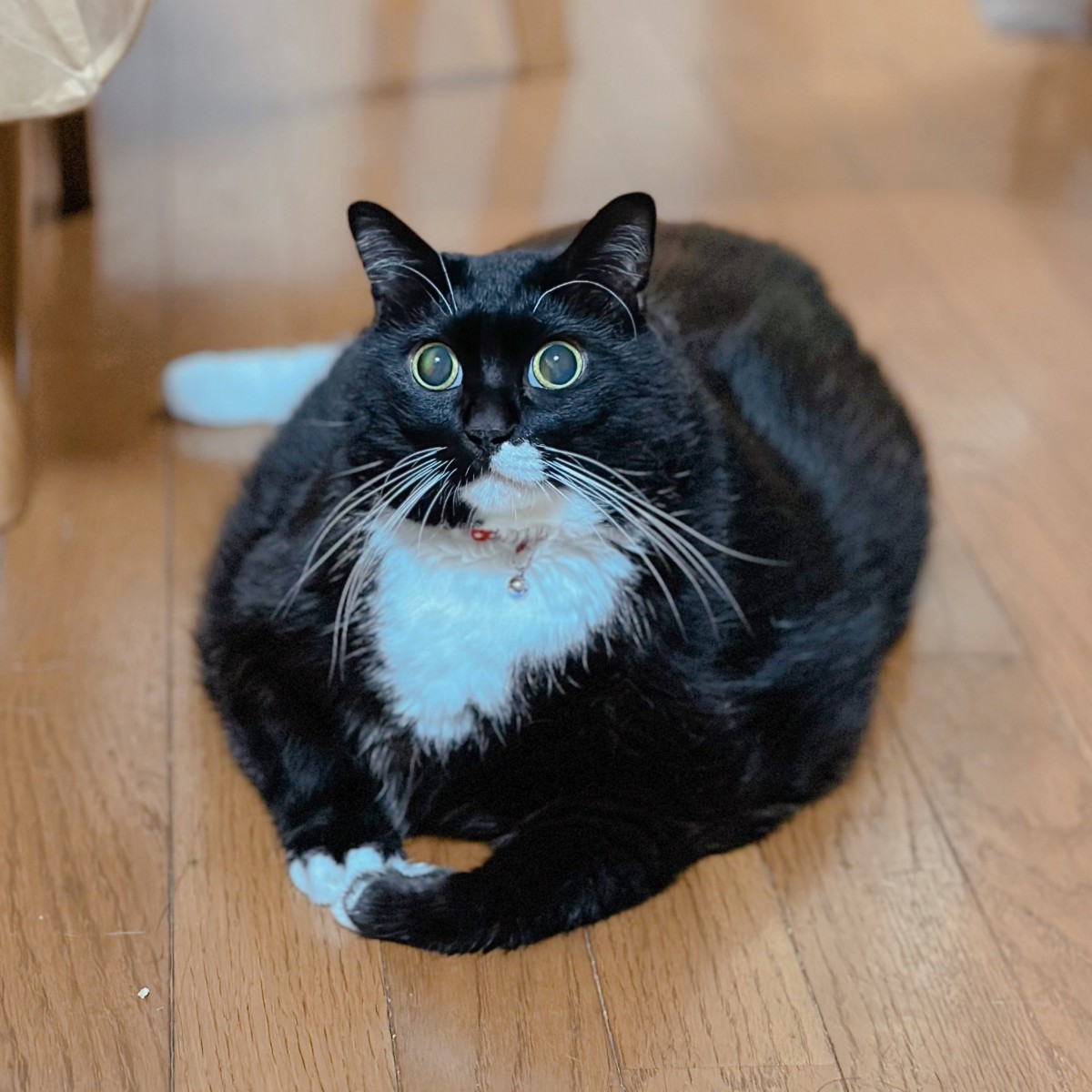 ビッグボディな猫ちゃん（写真提供：飼い主さん）