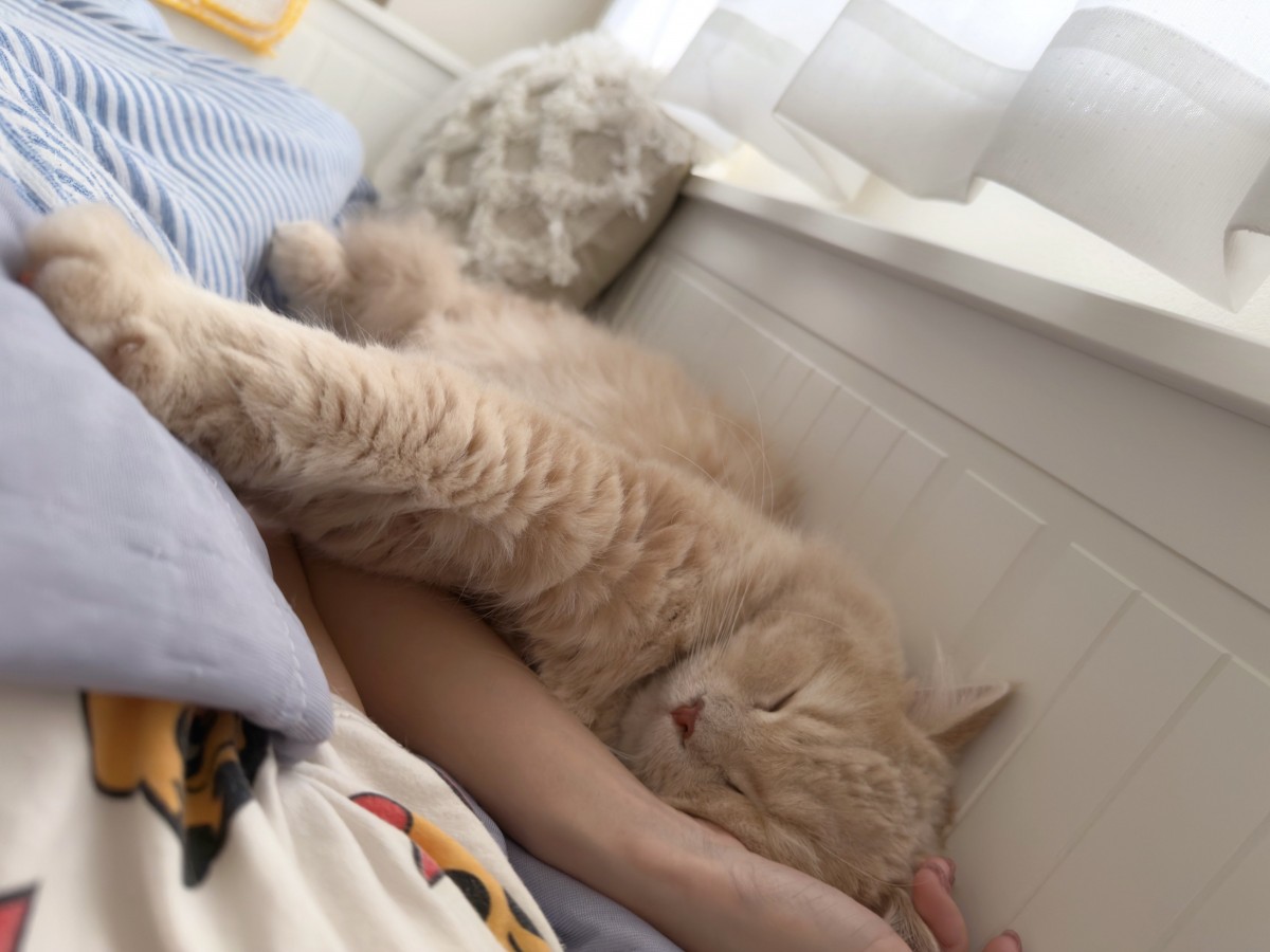飼い主さんと寝るのが大好きニャ