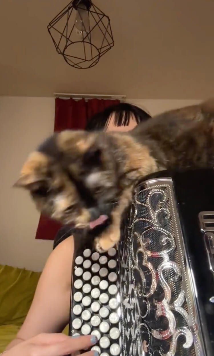 よし、お次はあっちニャ