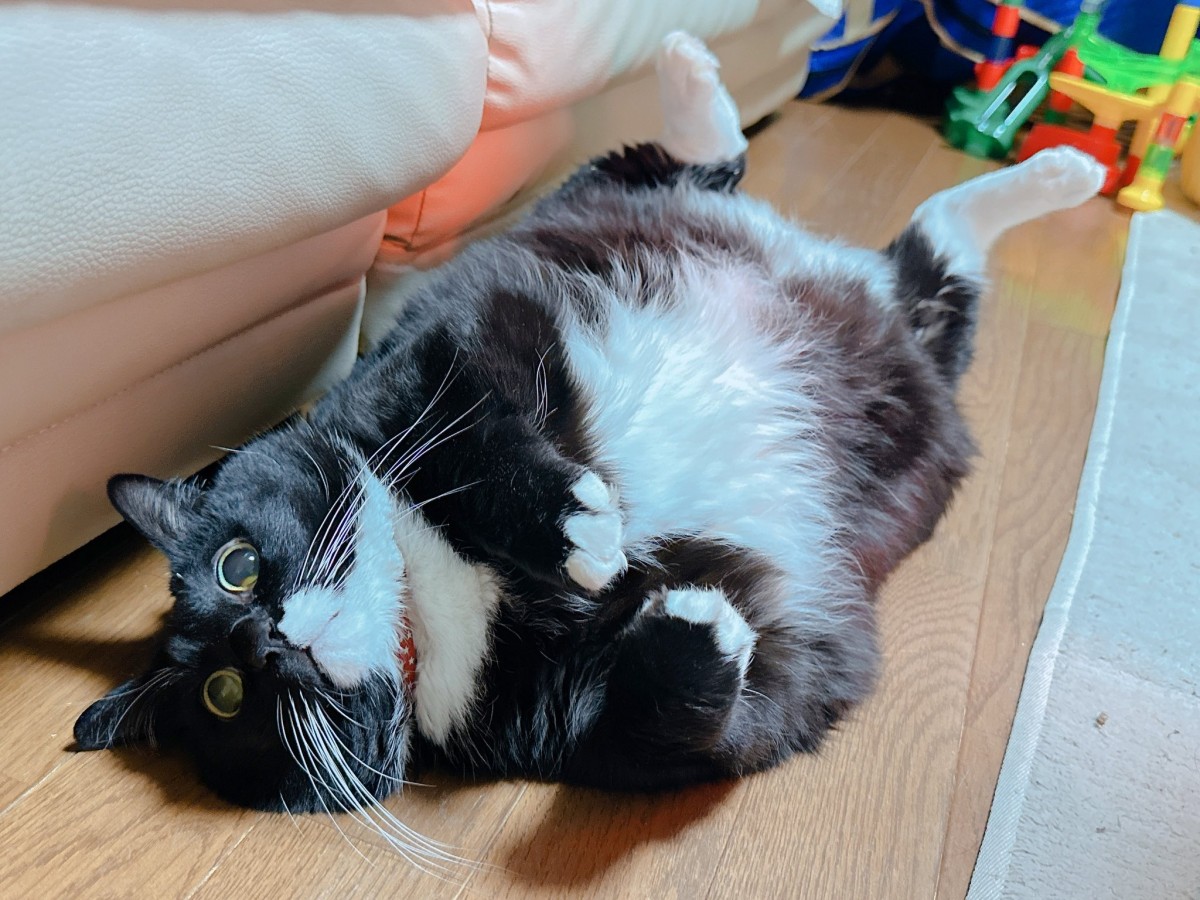 ゴロゴロしてる姿も可愛い