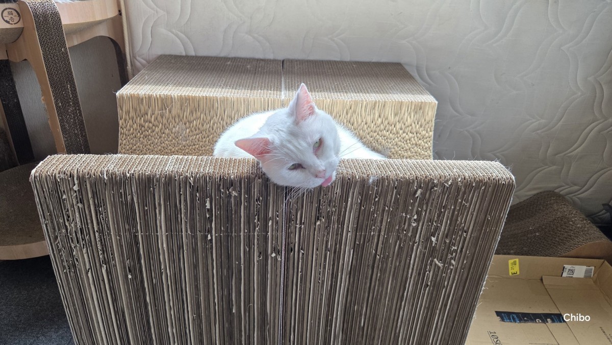 実際の写真(提供:飼い主さん)