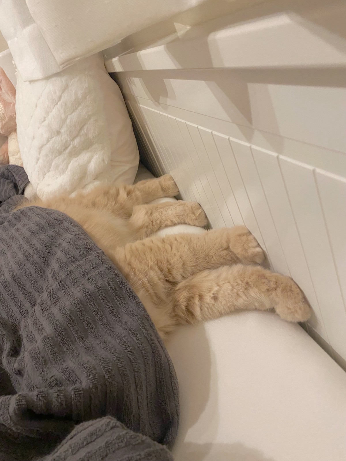実際の写真(提供:飼い主さん)