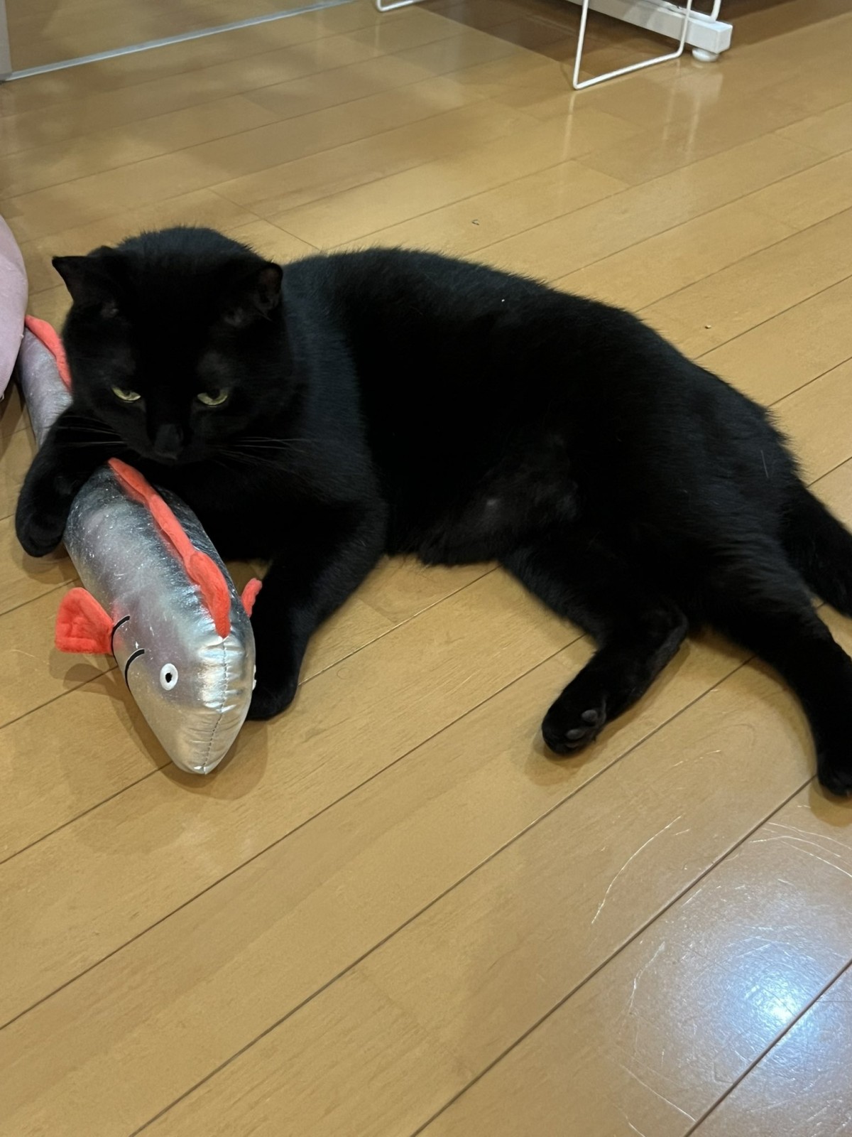実際の写真(提供:飼い主さん)