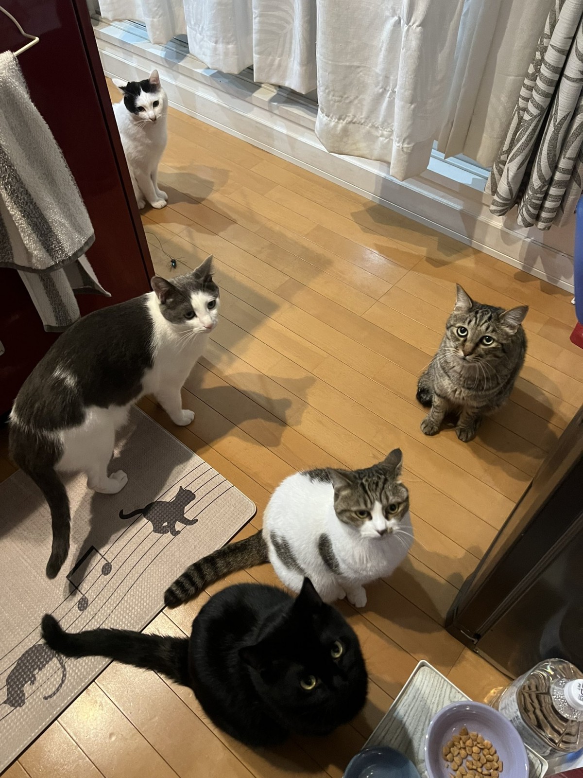 5ニャン全員集合