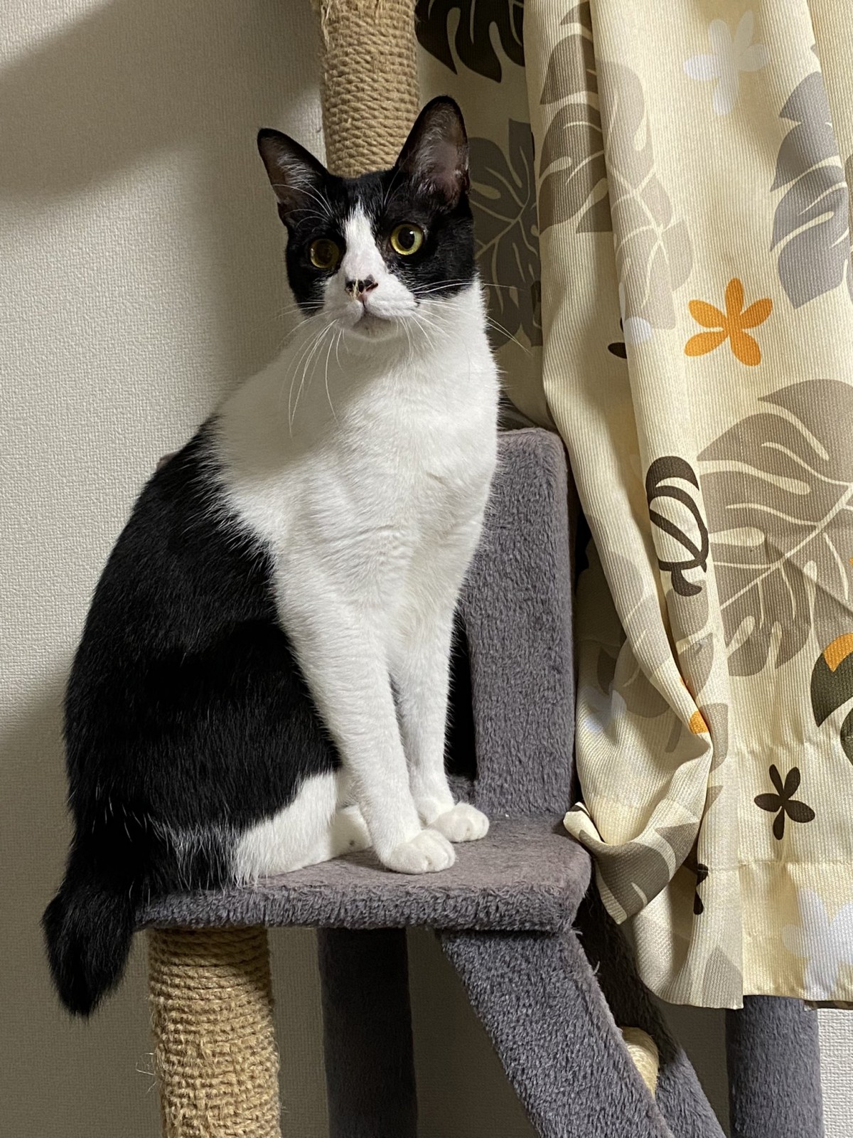 すっかりお家の子