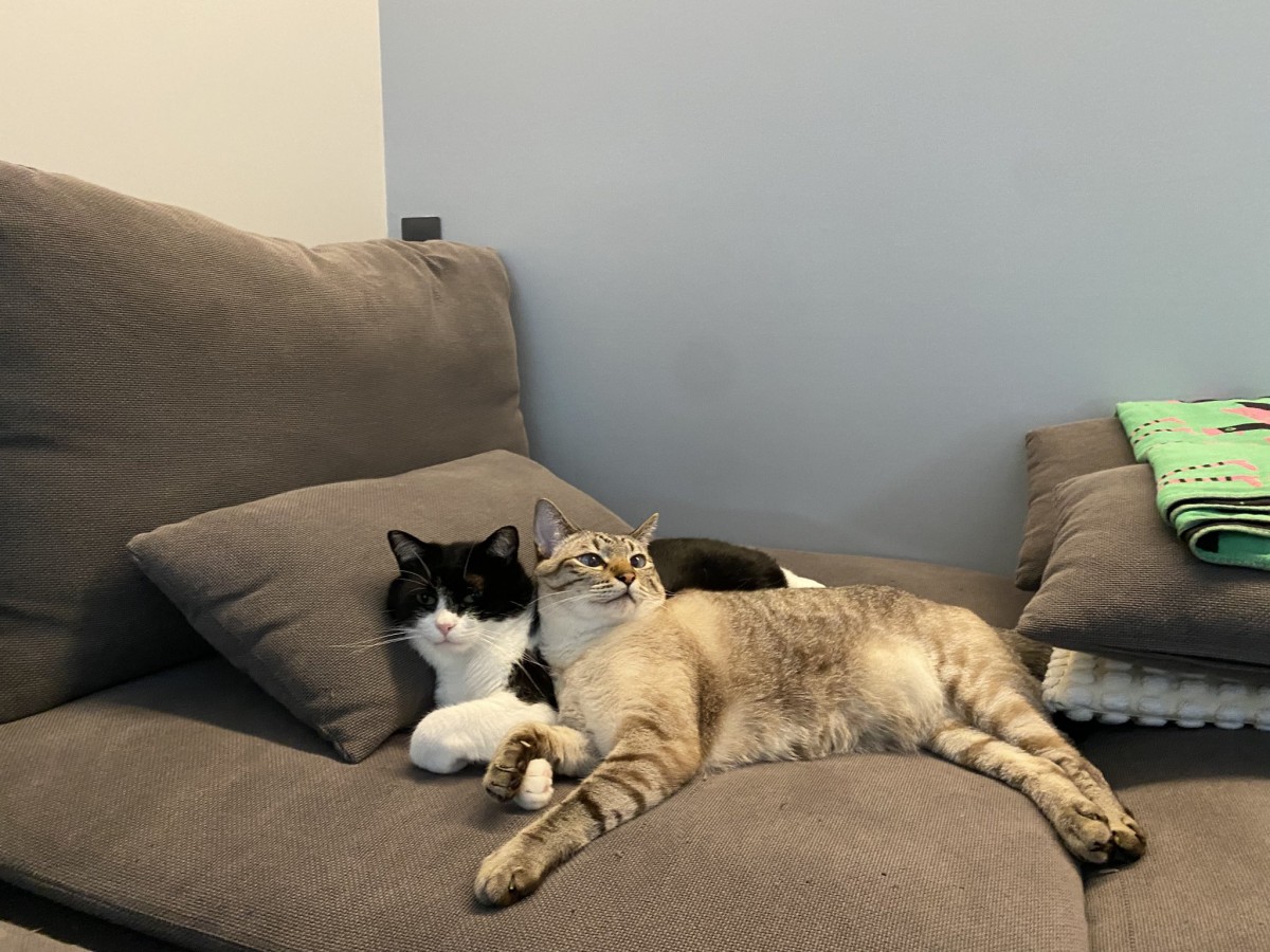 仲良し兄弟猫ニャ