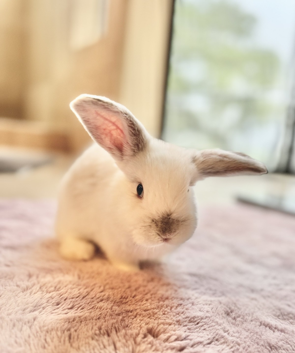 お家に来た頃のゆずちゃん